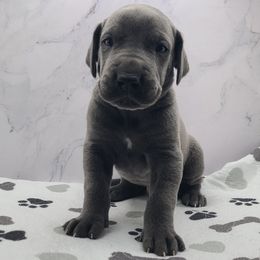 Apollo - Blue male Great Dane puppy in Kannapolis, North Carolina from Carolina Great Danes & Toy Poodles