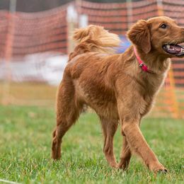 Golden Retrievers from Maple Ridge Goldens