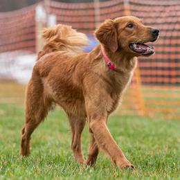 Golden Retrievers from Maple Ridge Goldens