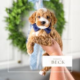 B E C K - Red  male Goldendoodle puppy in Richfield, Utah from Cedar Doodles- Home of the Teddybear Goldendoodle