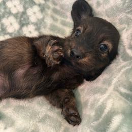Boy 3 - Dapple male Dachshund puppy in Buchanan, Georgia from Kiser Creek Dachshunds