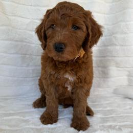 Makani ( Brown collar boy) - Red  male Goldendoodle puppy in Phelan, California from High Desert Doodles - the original