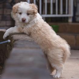 Tito - White and gold male Border Collie puppy in Fresno, California from Alpine Tails