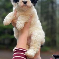 Bernedoodle and Double Doodle Puppies from Cloud Nine Doodles
