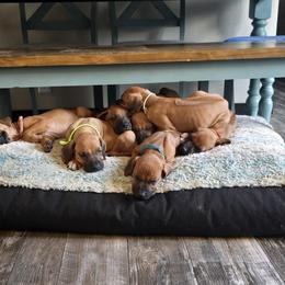 Rhodesian Ridgeback Puppies from Chilolo