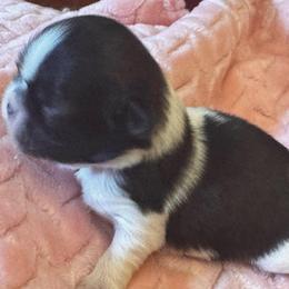 Sarabell - Brindle and white female Shih Tzu puppy in Sutton, West Virginia from Meadow Lane Pups