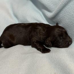 Girl 4 - female Australian Labradoodle puppy in Austin, Texas from AussieTex Labradoodles