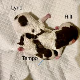 Lyric - Brown female Poodle puppy in Ardmore, Oklahoma from The Poodles of Green Acres