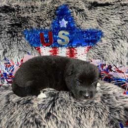 Cottonmouth - Black female Siberian Husky puppy in Folsom, Louisiana from Geaux Fluffy