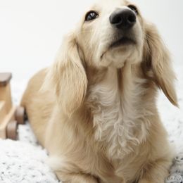 Ethan - Dachshund