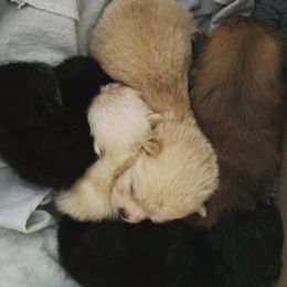 Pomeranian Puppies from Yates Pomeranians