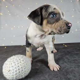 Duke NALC - Blue merle male Catahoula Leopard Dog puppy in Doerun, Georgia from Twig & Tail Puppies