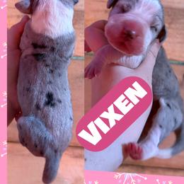 Vixen - Mantle merle female Great Dane puppy in Wellsville, New York from Prophecy Danes