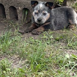 Dotty - Blue speckled female Australian Cattle Dog puppy in Wakonda, South Dakota from Glory Ranch Australian Cattle Dogs