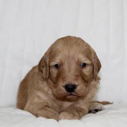 Gator - male Goldendoodle puppy in Yukon, Oklahoma from Silver Barn Doodles