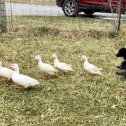 Mudi Puppies from Menagerie Mudis & More