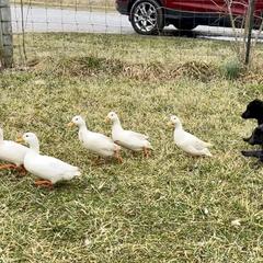 Mudi Puppies from Menagerie Mudis & More