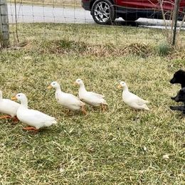 Mudi Puppies from Menagerie Mudis & More