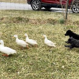 Mudi Puppies from Menagerie Mudis & More