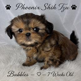 Bubbles - Gold female Shih Tzu puppy in Hayden, Idaho from Phoenix Shih Tzu