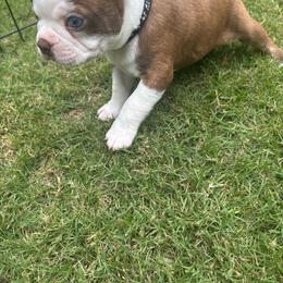 B. Red Male black collar - Red male Boston Terrier puppy in Mc Donough, Georgia from Ballard Boston Terriers