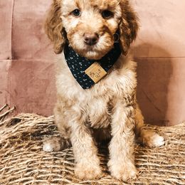 Goldendoodle Puppies from The Doting Doodle