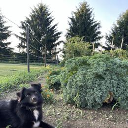 Zanny - Toy Australian Shepherd