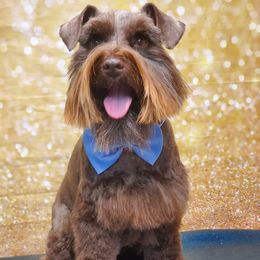 Dozier - Miniature Schnauzer