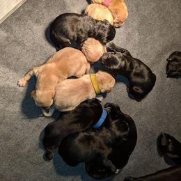 Labrador Retriever Puppies from AimPowers Retrievers