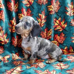 HERMIONE - BLUE DAPPLE - Dapple female Dachshund puppy in Swink, Oklahoma from Palali Farm