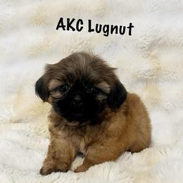 AKC Lugnut - Sable male Shih Tzu puppy in Greenville, South Carolina from Babyface Shih Tzu