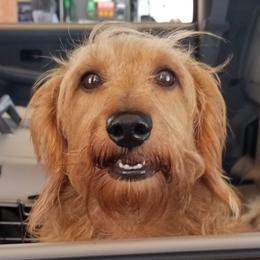 Prince - Dachshund