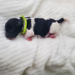 Mr. Lime - Black and white male Schnoodle puppy in Leitchfield, Kentucky from Eveleigh Acres Puppies
