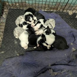Australian Shepherd and Great Dane Puppies from AEW Farm