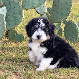 Jolene - Black tri-color female Aussiedoodle puppy in Charleston, Arkansas from Lazy S Aussies