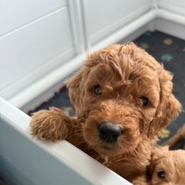 Clifford - Red  male Goldendoodle puppy in Richlands, North Carolina from Poodlesndoodles
