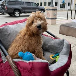 Goldendoodle Puppies from Salty River Doodles