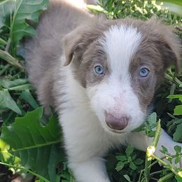 Border Collies and Old Time Scotch Collies from Pam Schreiber