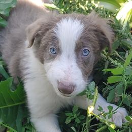 Border Collies and Old Time Scotch Collies from Pam Schreiber