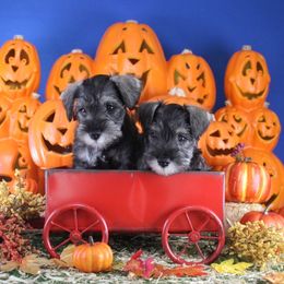 Miniature Schnauzer Puppies from King’s Miniature Schnauzers