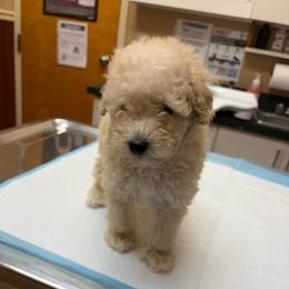 Sasuke - Cafe au lait male Poodle puppy in Chattanooga, Tennessee from SoftPaw Kennels