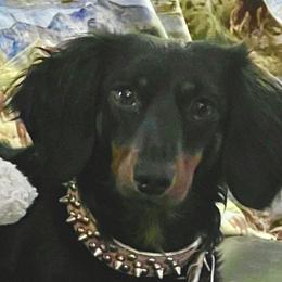 Susie q - Dachshund