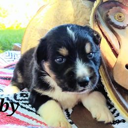 Girl 2 - Black tri-color Australian Shepherd puppy in Belews Creek, North Carolina from Tilley's Aussies