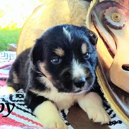 Girl 2 - Black tri-color Australian Shepherd puppy in Belews Creek, North Carolina from Tilley's Aussies