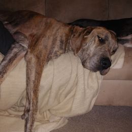 Reenie - Great Dane