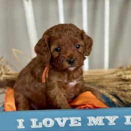 Orange - Red  female Goldendoodle puppy in Hesperia, Michigan from Red Acres Poodles & Doodles