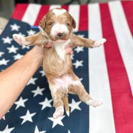 Trakr - Red  male Goldendoodle puppy in Sterling, Illinois from Charley's Goldendoodles