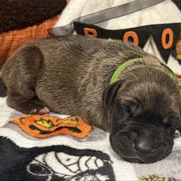 Helsing - Fawn male Great Dane puppy in Altoona, Alabama from Sovereignty Woods Great Danes