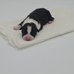Onyx - Black and white male Border Collie puppy in Conway, Missouri from 2J 2K Border Collies | Maremma Sheepdogs