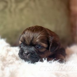 Princess A - Red female Shih Tzu puppy in Xenia, Ohio from Crown & Tress Shih Tzu